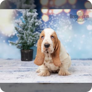 Small basset hound puppies for sale online