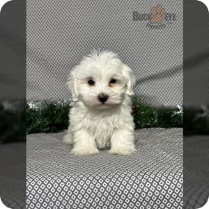 Small maltese for sale hot sale