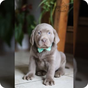 Silver lab puppies for sale near me 2025