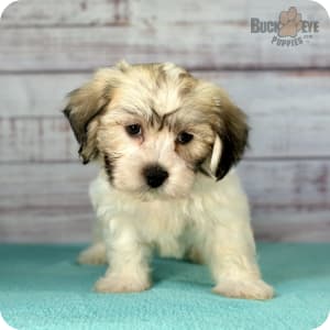 Teddy dog for sale cheap
