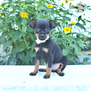 mini pinscher mix puppy