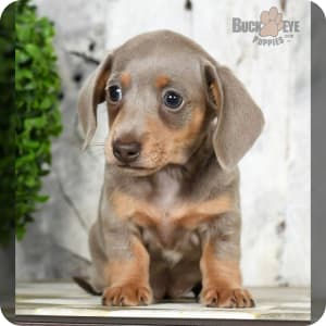 mini doxie puppies for sale near me