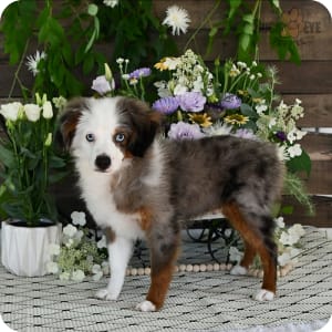 mini aussie puppies for sale $500