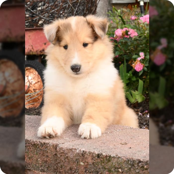 Buckeye Puppies