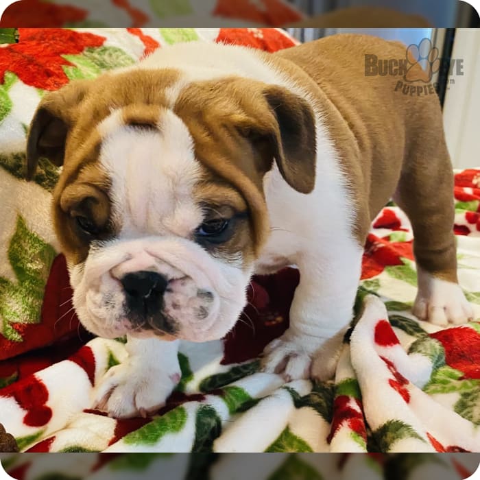 Buckeye Puppies
