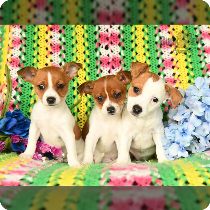 Eli puppies cheap for sale