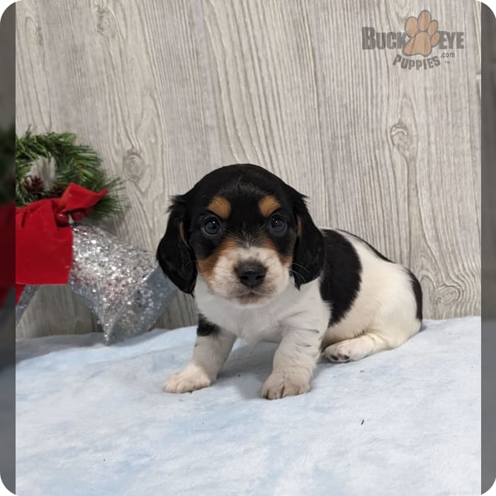 Five star family puppies hot sale