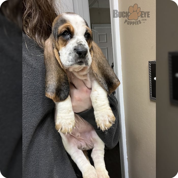 Buckeye bassets sale