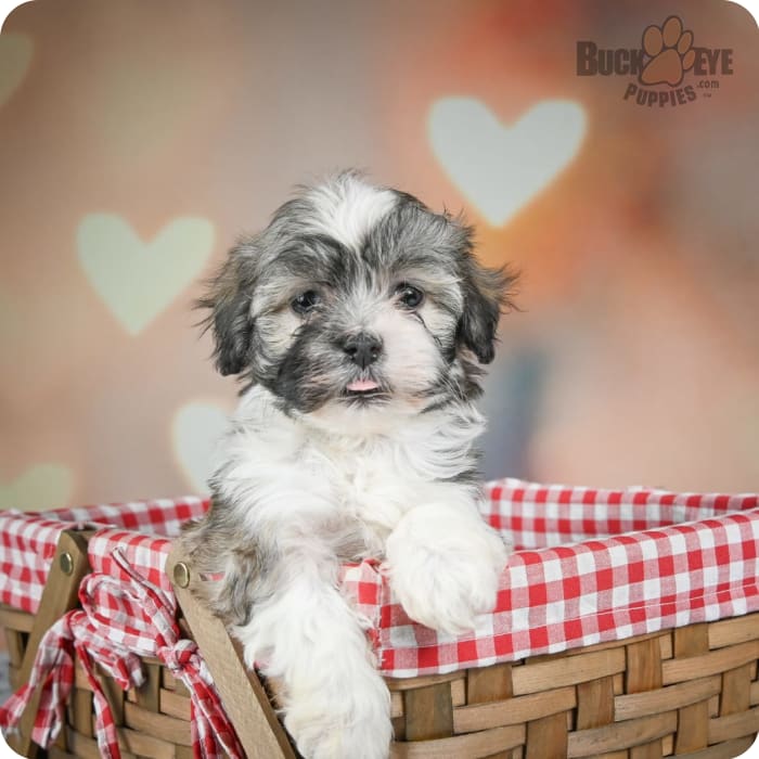 Buckeye Puppies