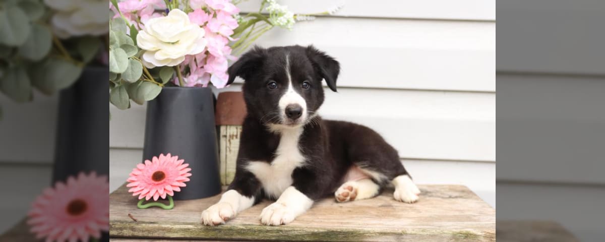 Border collies: High-energy, smart dogs that need lots of exercise