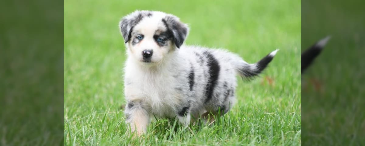 Dog Breed Guide: The Australian Shepherd