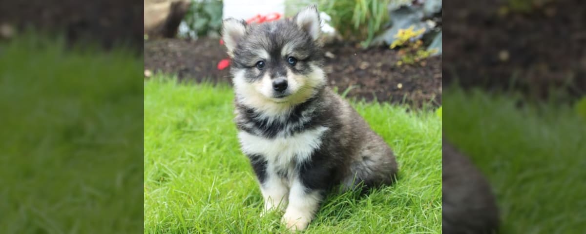 Klee Kai – The Husky Miniature You Probably Didn't Know Existed