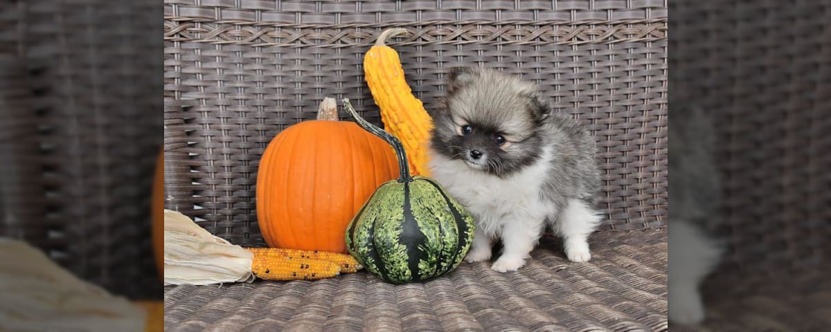 16 Teacup Dog Breeds: Pomeranian, Terrier, and More