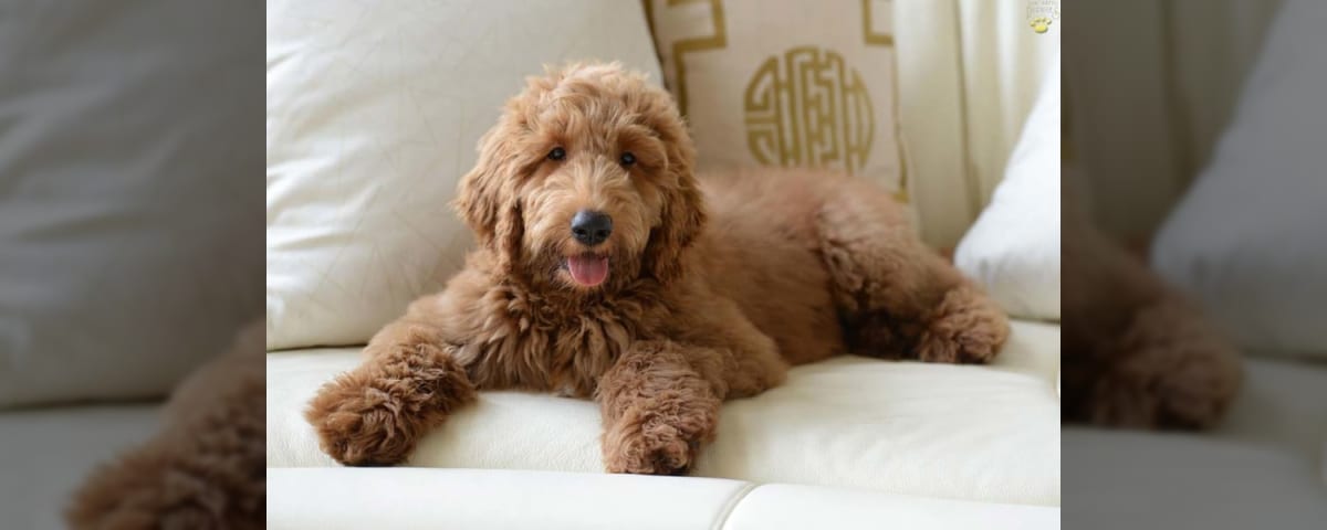 Is a Goldendoodle a Good House Dog? You Bet - Here's Why