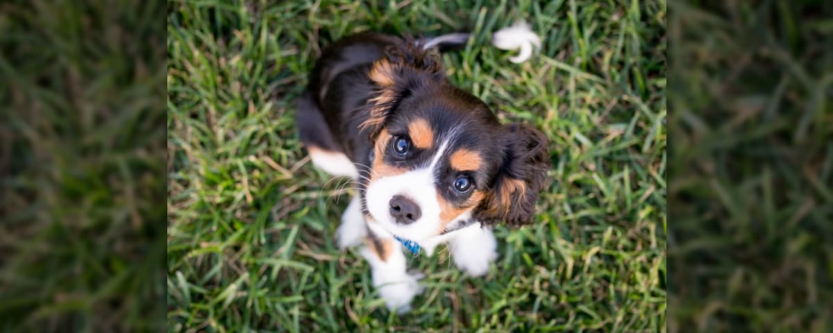 Back School Best Time Year Buy Puppy | Lancaster Puppies