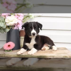 Premium Photo  Sitting and panting blue merle border collie on purple