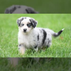 https://res.cloudinary.com/lancaster-puppies-laravel/image/upload/t_lpr-blog-thumbnail/c_scale,w_300/cwebz03fe0e4ptkpvgqh?_a=BAAAROBs