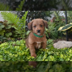 Premium Photo  Maltipoo puppy is weighed on a kitchen scale against a  brick wall