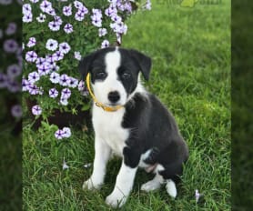 Border Collie - the perfect companion for active people - WARSAW DOG