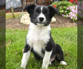 Border Collie Puppies for Sale - Keystone Puppies