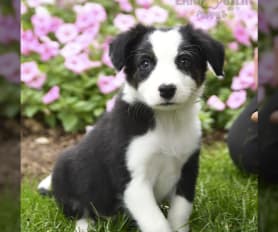 Border Collie Puppies for Sale - Keystone Puppies