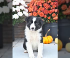 Border Collie Puppies for Sale