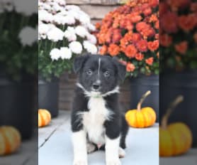 Border Collie Puppies for Sale - Keystone Puppies