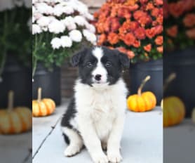 Border Collie Puppies for Sale - Keystone Puppies