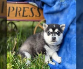 4 Reasons Why You Should Get Your Next Dog From Kika's Klee Kai - Miniature  Huskies for Adoption