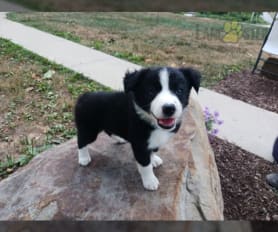 Border Collie Adoption: Border Collie Puppies for Sale and Adoption 