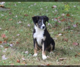 Border Collie Puppies for Sale - Keystone Puppies