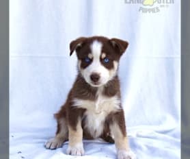 Ausky puppies for sale near me hotsell