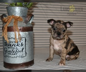 Leo Puppy - Frenchton Puppy for Sale in Dayton, OH