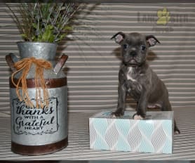 Leo Puppy - Frenchton Puppy for Sale in Dayton, OH