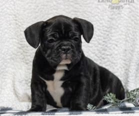 Reuben the sales bulldog breeder
