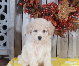 Little puppies online discount