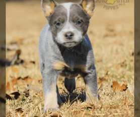 Australian Cattle Dog Blue Heeler Puppy Tote Bag for Sale by Elarex