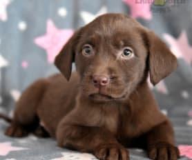 Honey hotsell ridge puppies