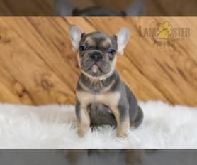 Blue french bulldog for sale near me deals