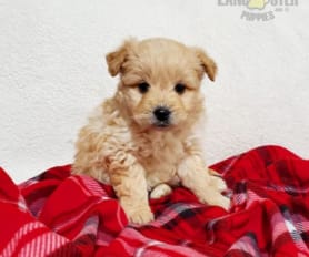 Miniature eskipoo puppies for sale deals