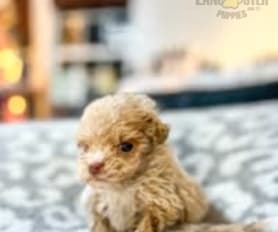 Denny teacup poodles on sale