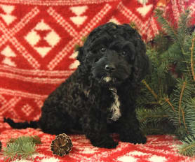 Cavapoo acres cheap
