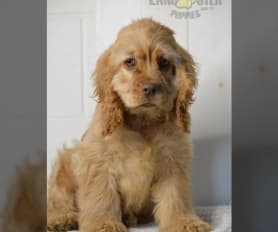 Miller family cocker spaniels hotsell