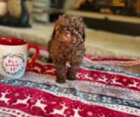 Denny teacup poodles on sale