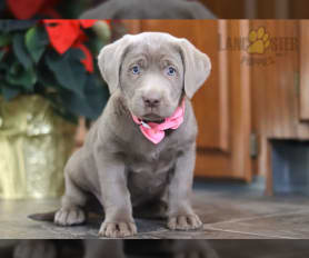 Miniature silver lab discount