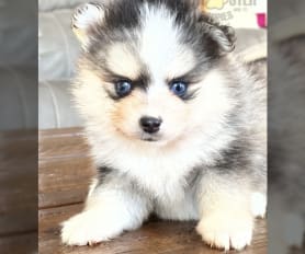 Ponderosa pomskies cheap