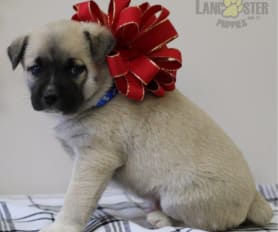 Pug mix for sale discount