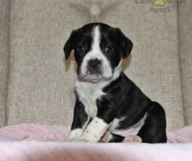 Boston terrier king charles mix sales
