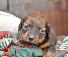 59467 Lancaster Puppies