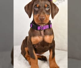 Olivet dobermans clearance